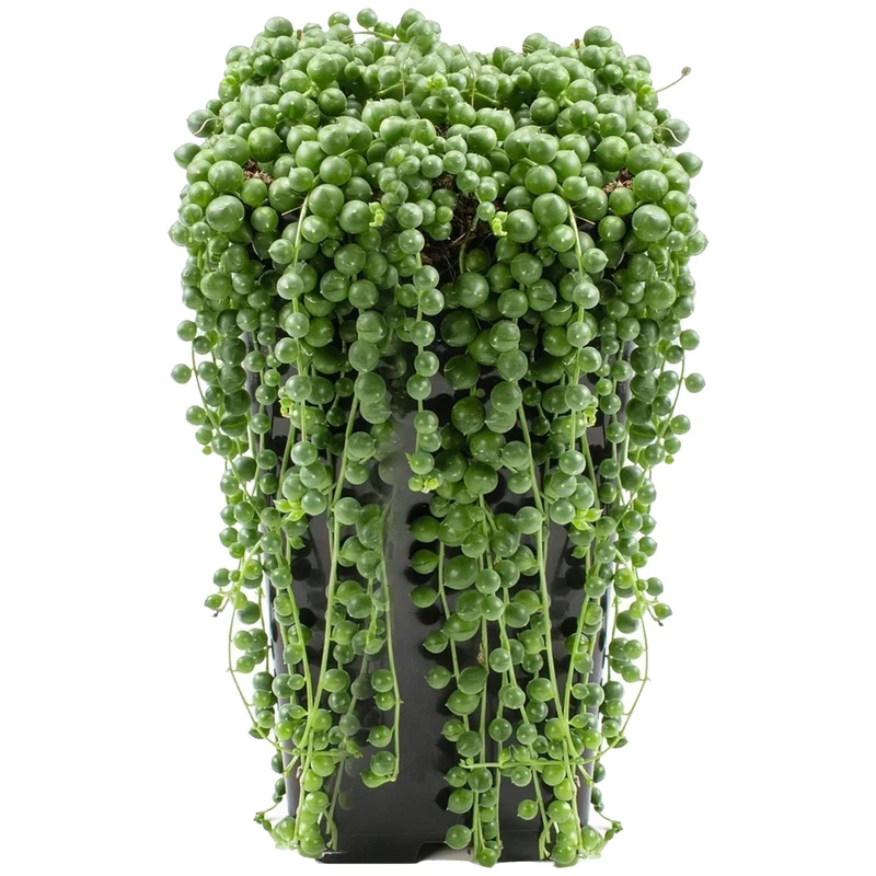 247plants2946074
