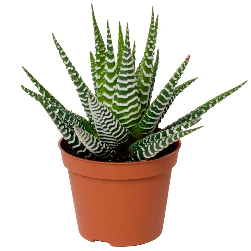 247plants2946088