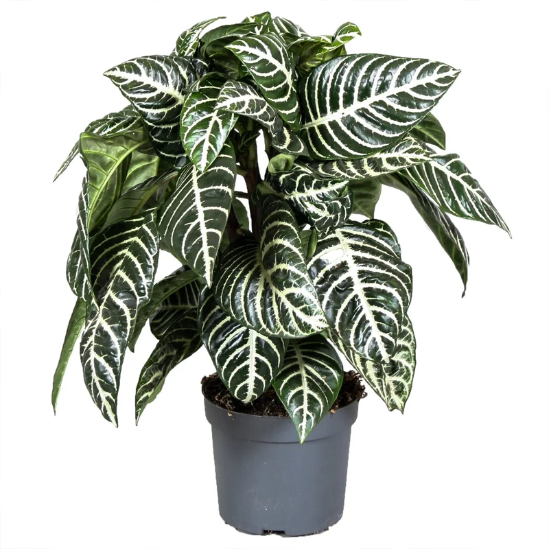 247plants2946105
