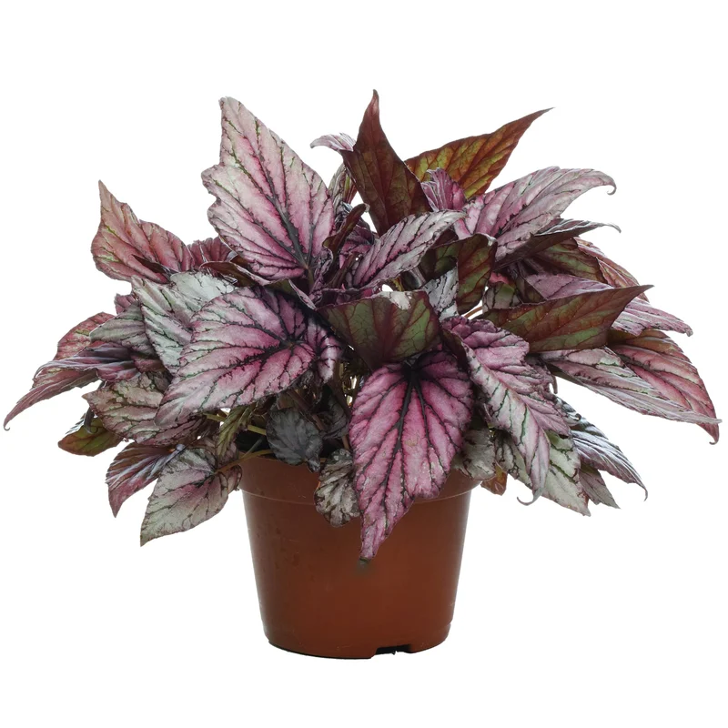247plants2946264