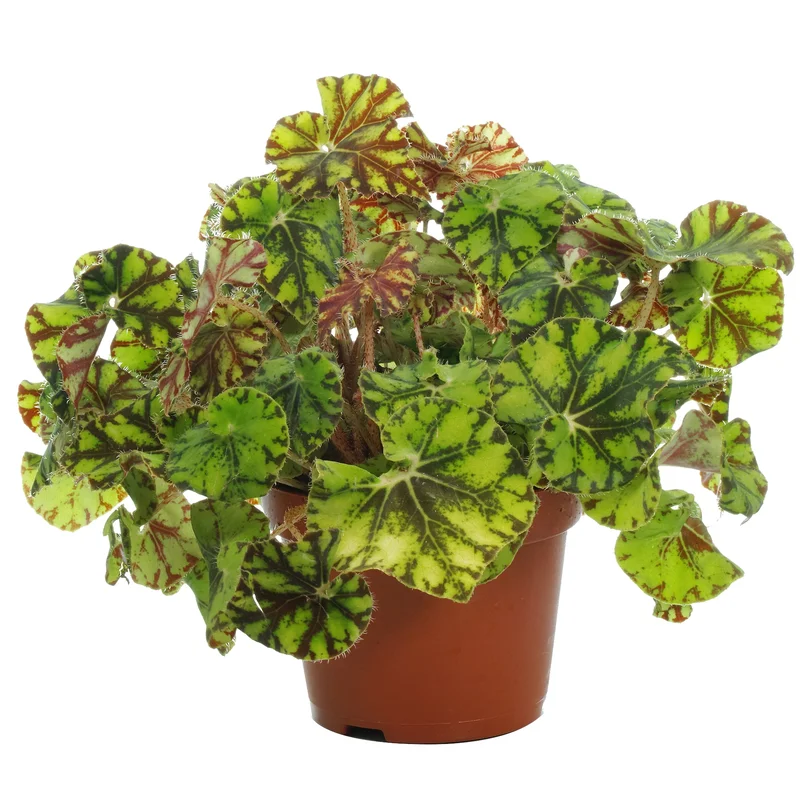 247plants2946286