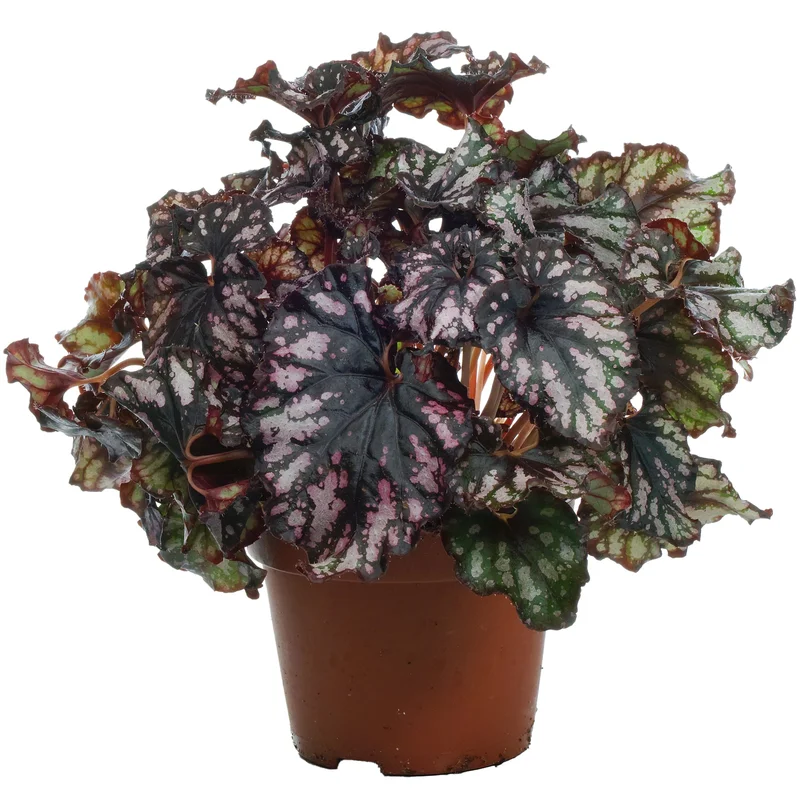 247plants2946335