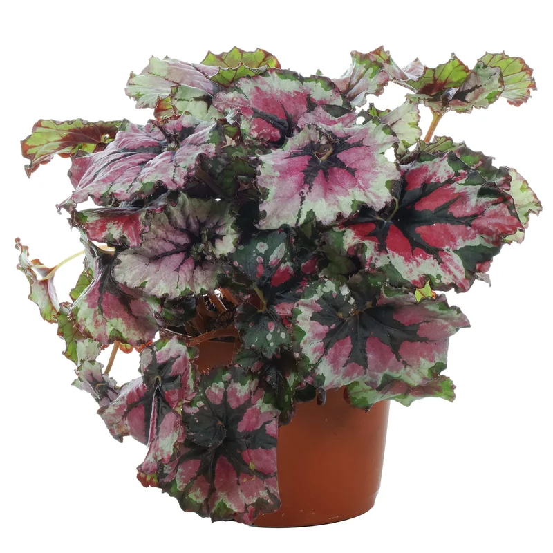 247plants2946360