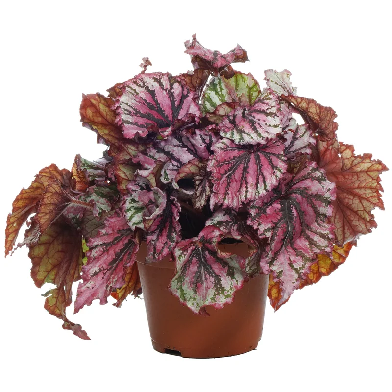 247plants2946382