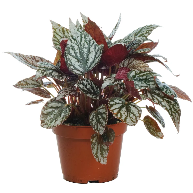 247plants2946412