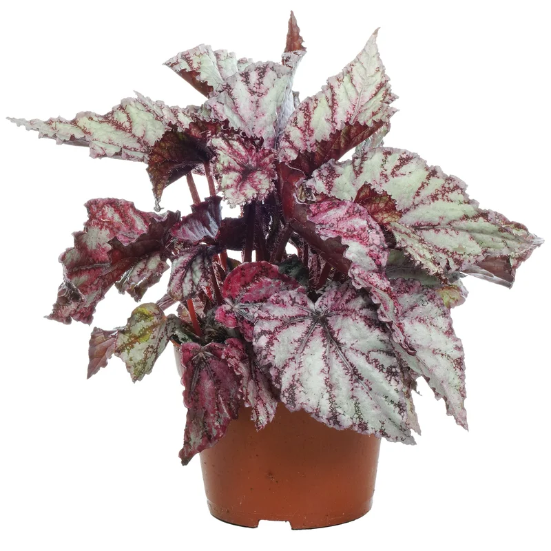 247plants2946439