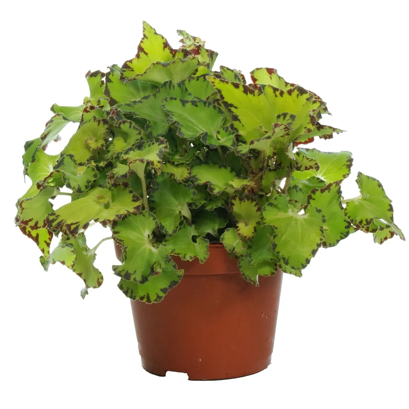 247plants2946492