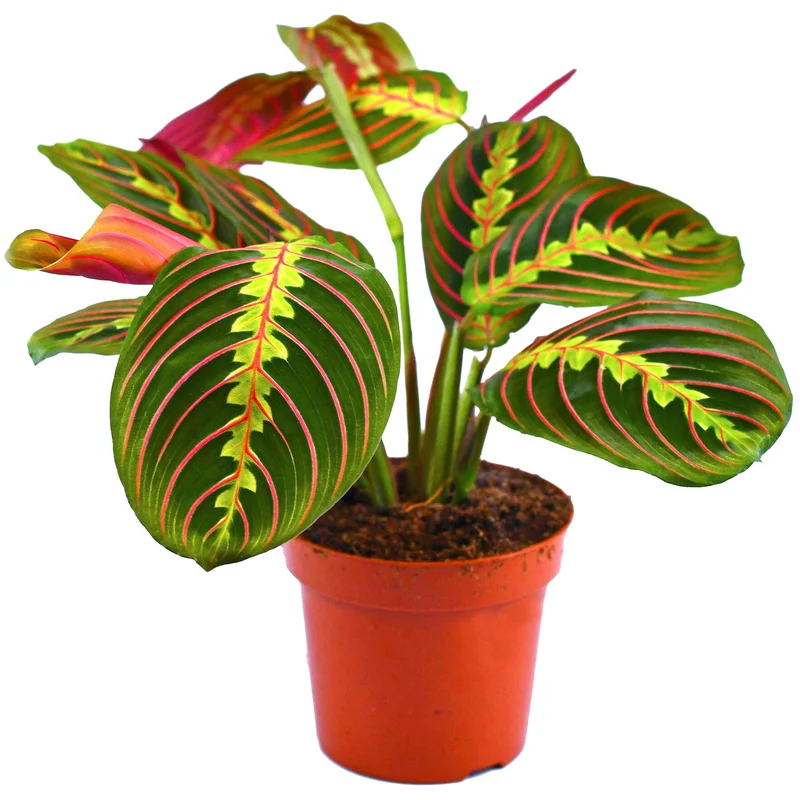 247plants2946534