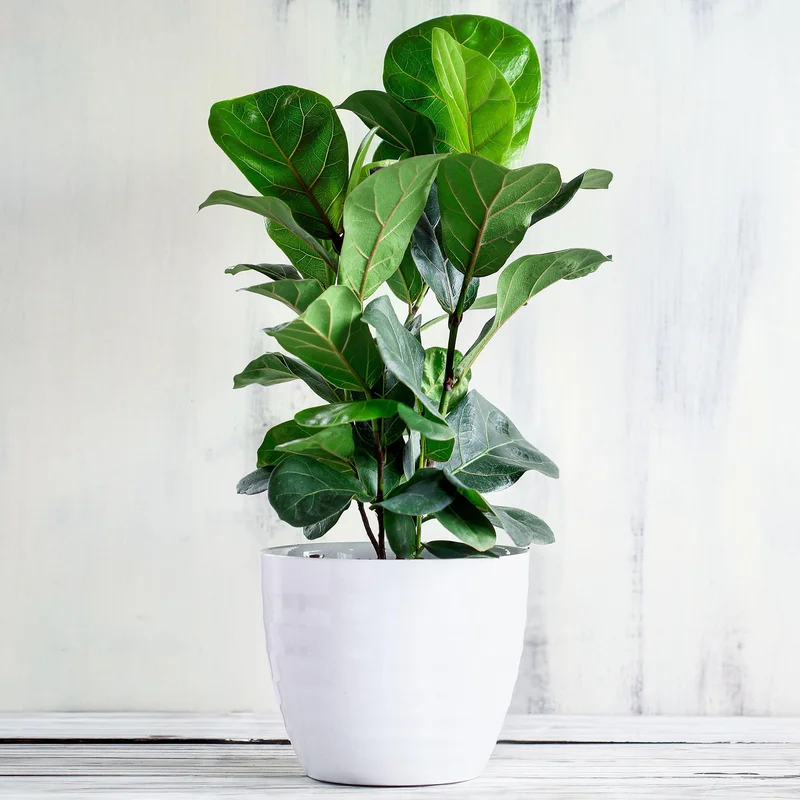247plants2946584