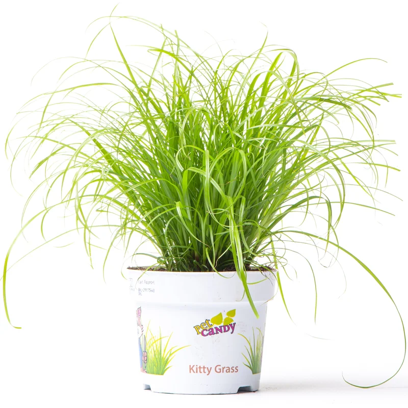 247plants2946737