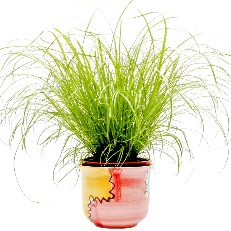 247plants2946765
