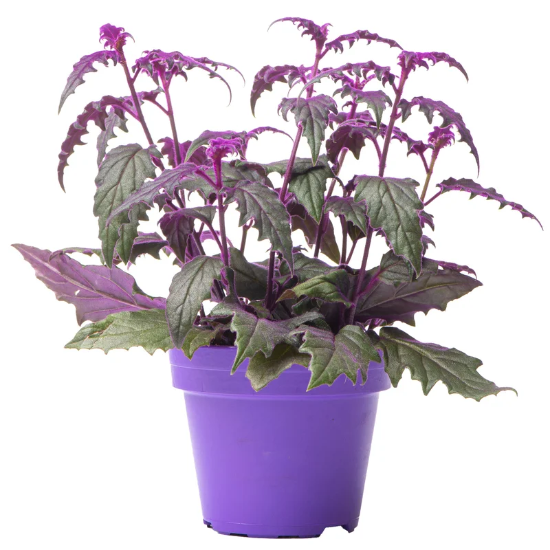 247plants2946808