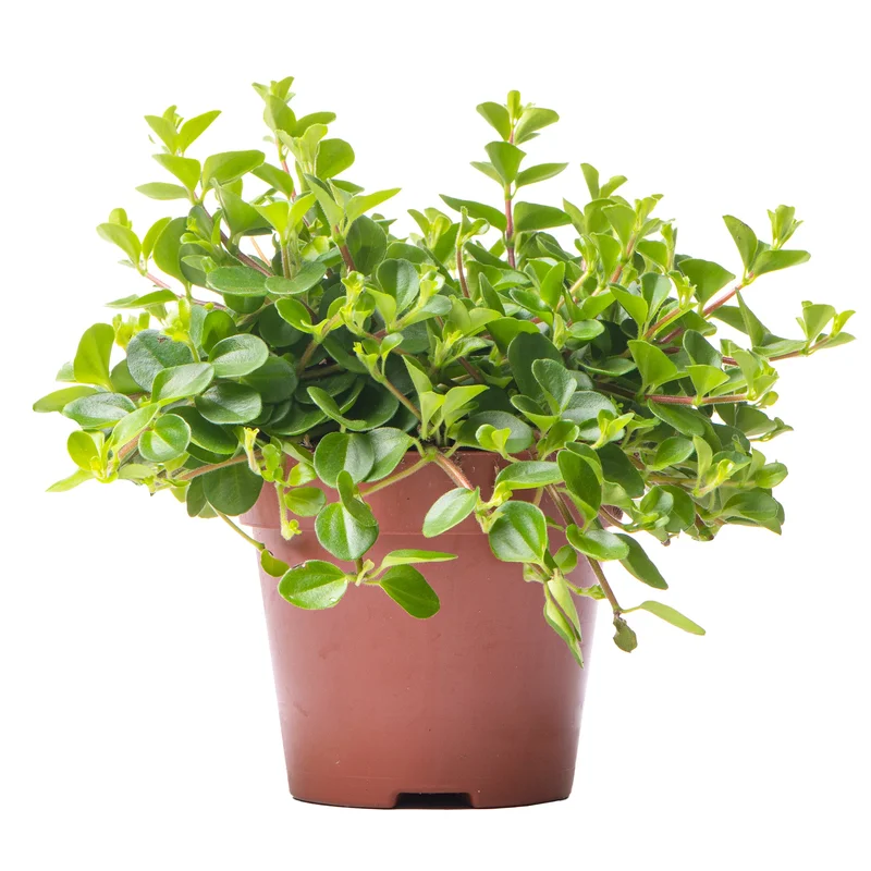 247plants2946834