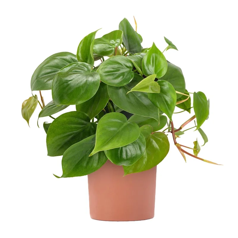 247plants2946848