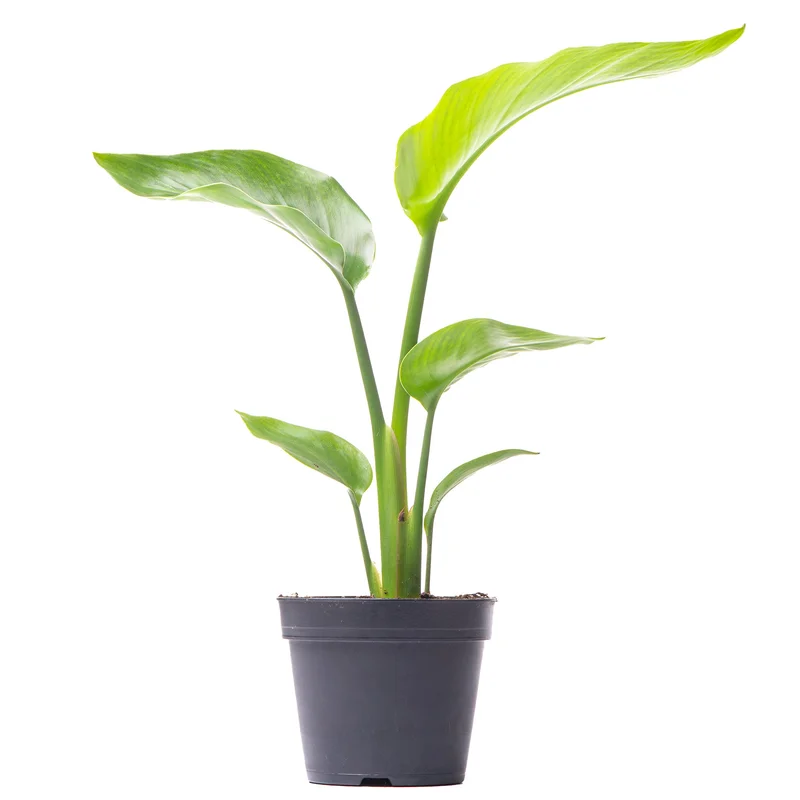 247plants2946861