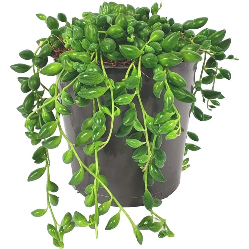 247plants2946884