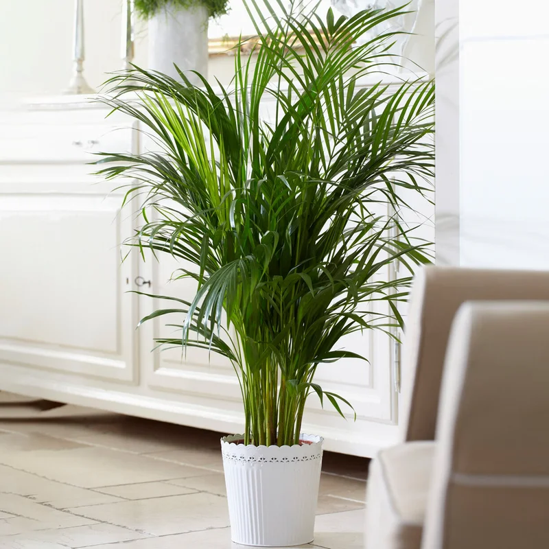 247plants2946900