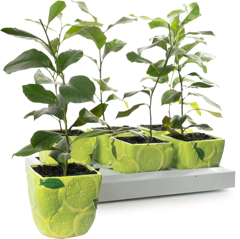247plants2946923