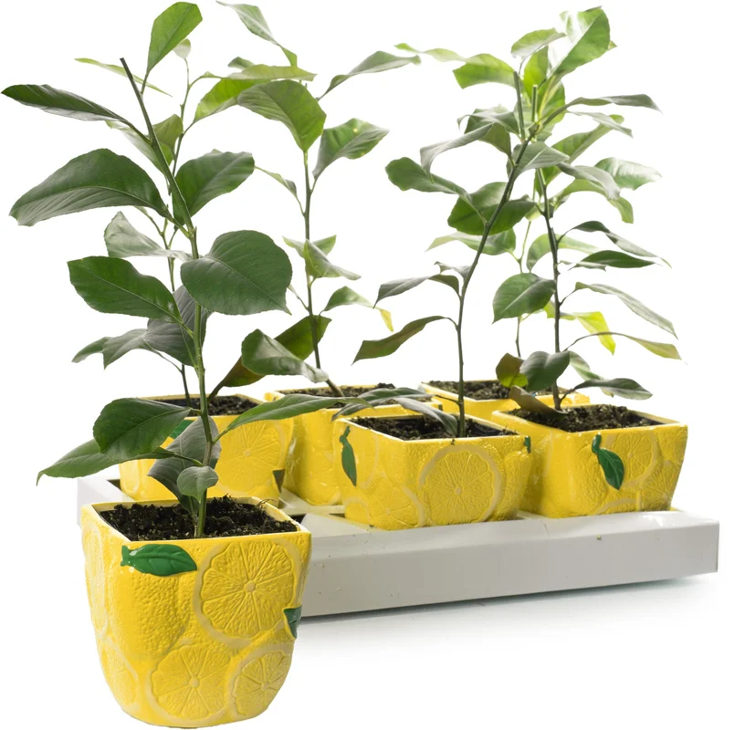 247plants2946941