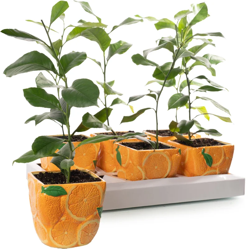 247plants2946963
