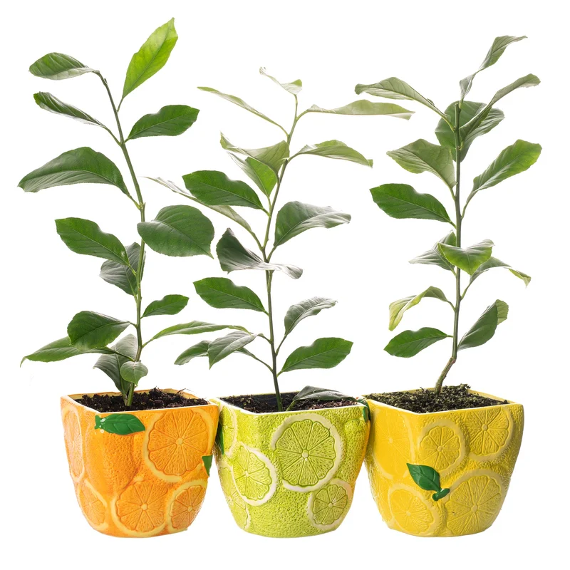 247plants2946988
