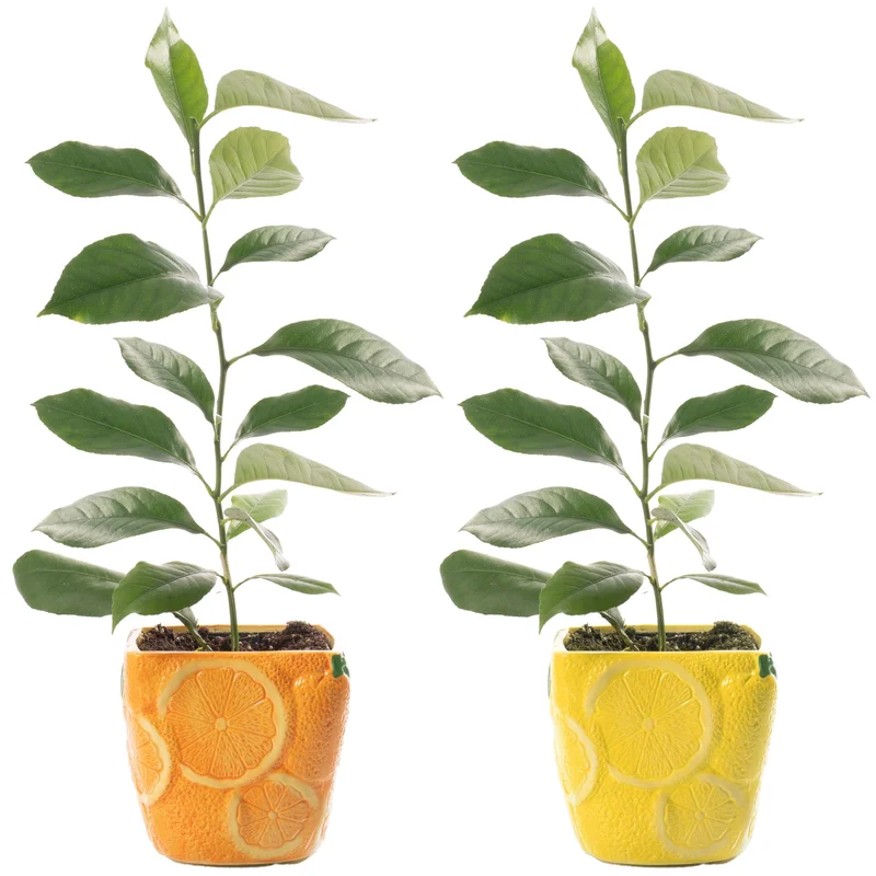 247plants2947010