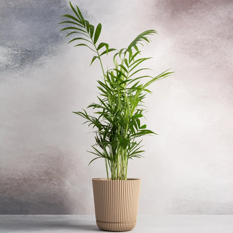 247plants2947040