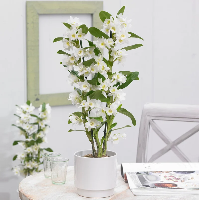 247plants2947127