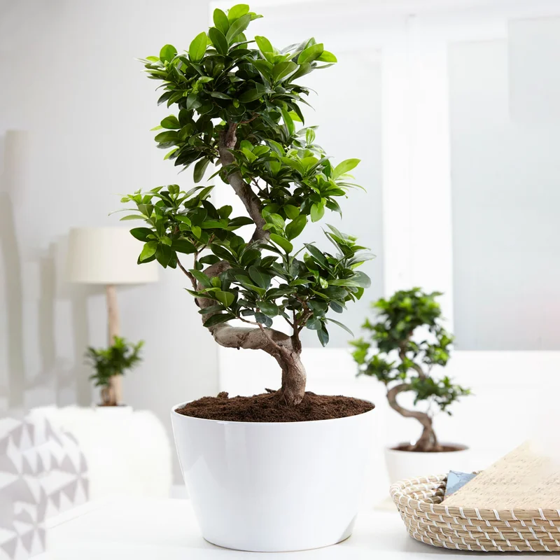 247plants2947285