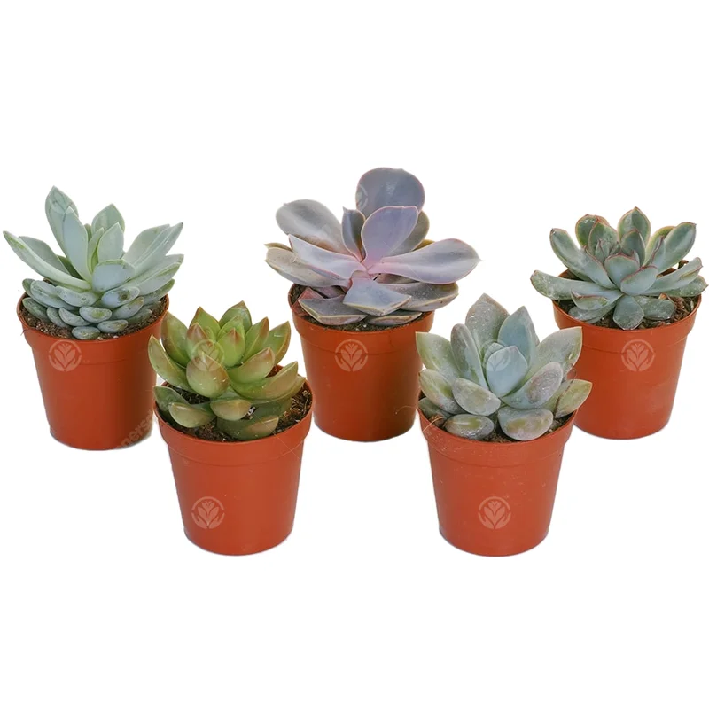 247plants2947321