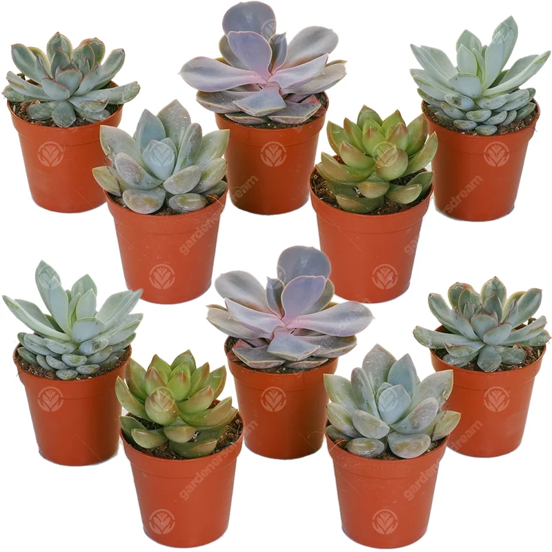 247plants2947344