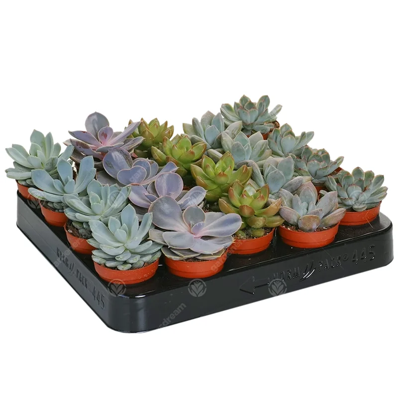 247plants2947374