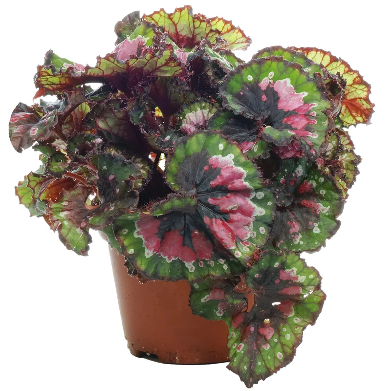 247plants2947401