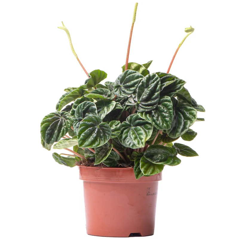 247plants2947550