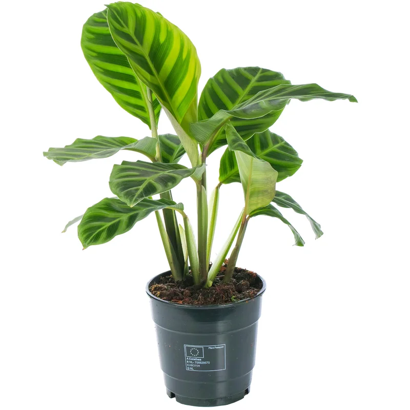 247plants2947864