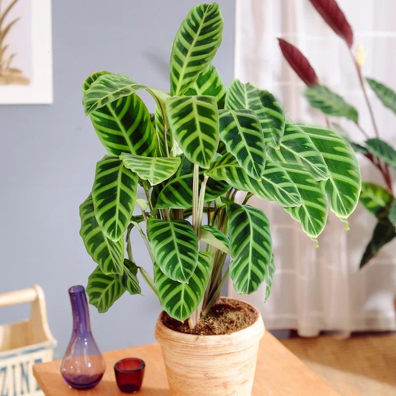247plants2947889