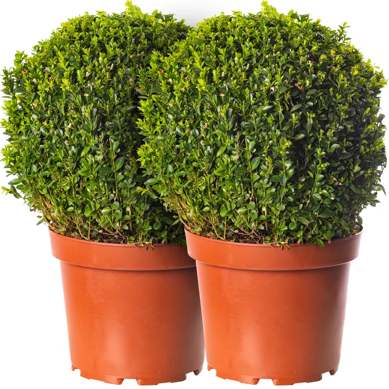 247plants2947922