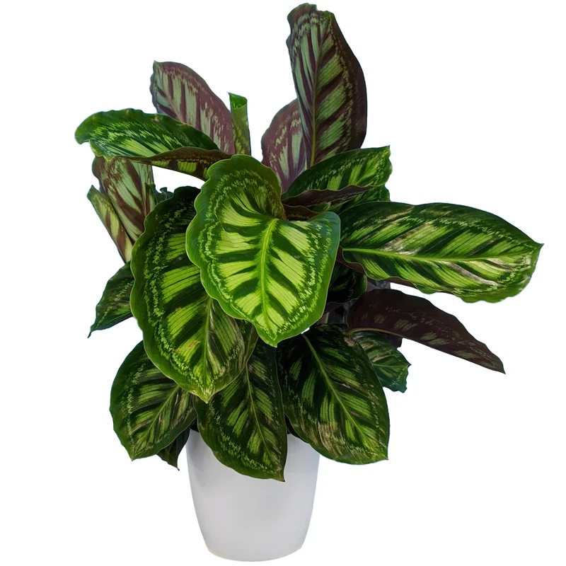 247plants2948049