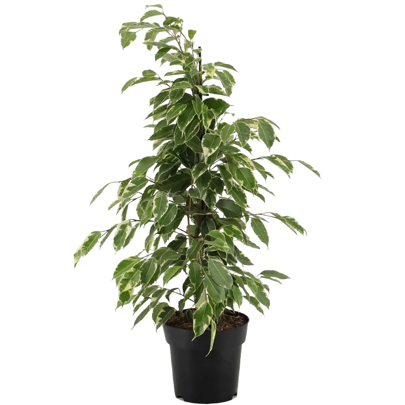 247plants2948085