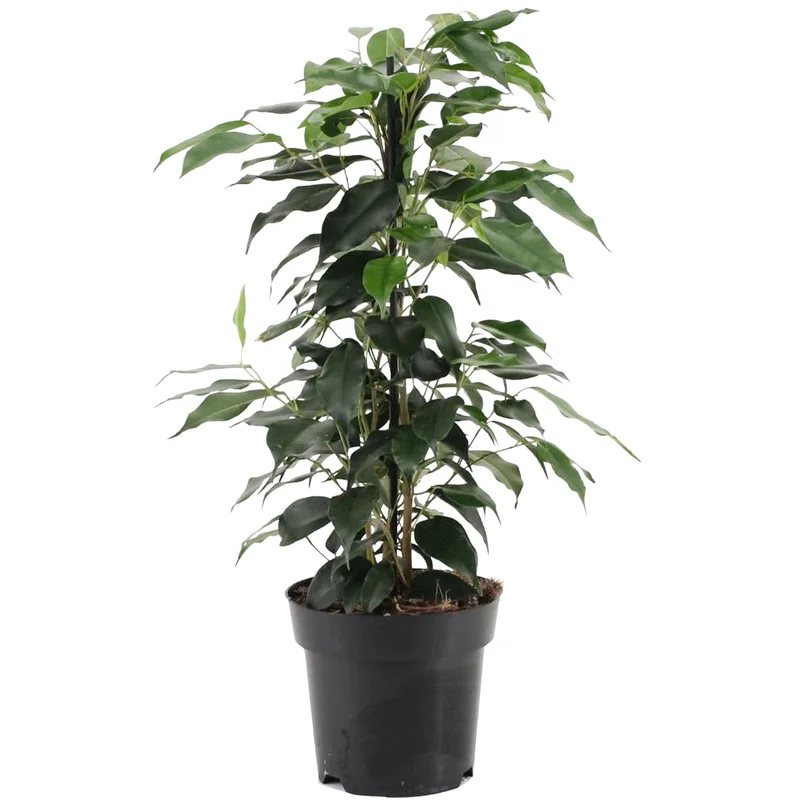247plants2948101