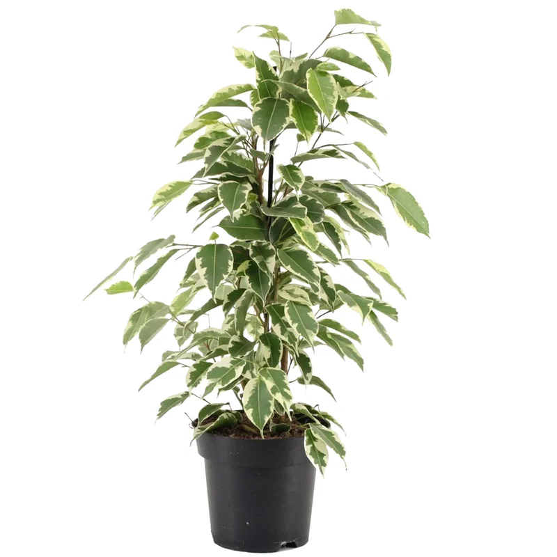 247plants2948114
