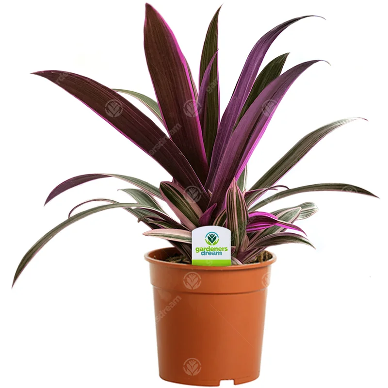 247plants2948250