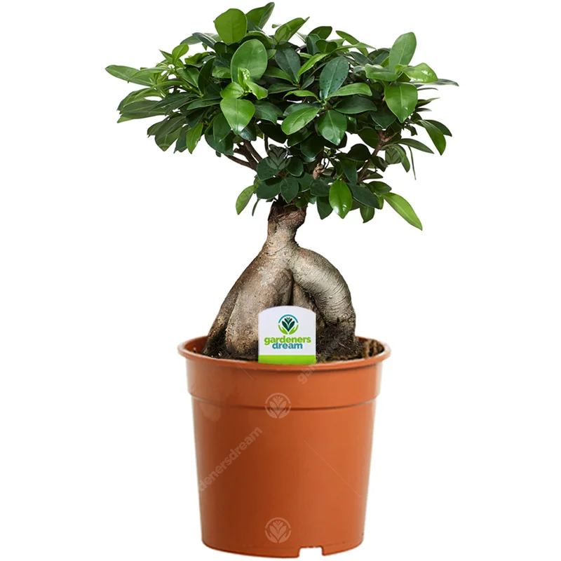 247plants2948269