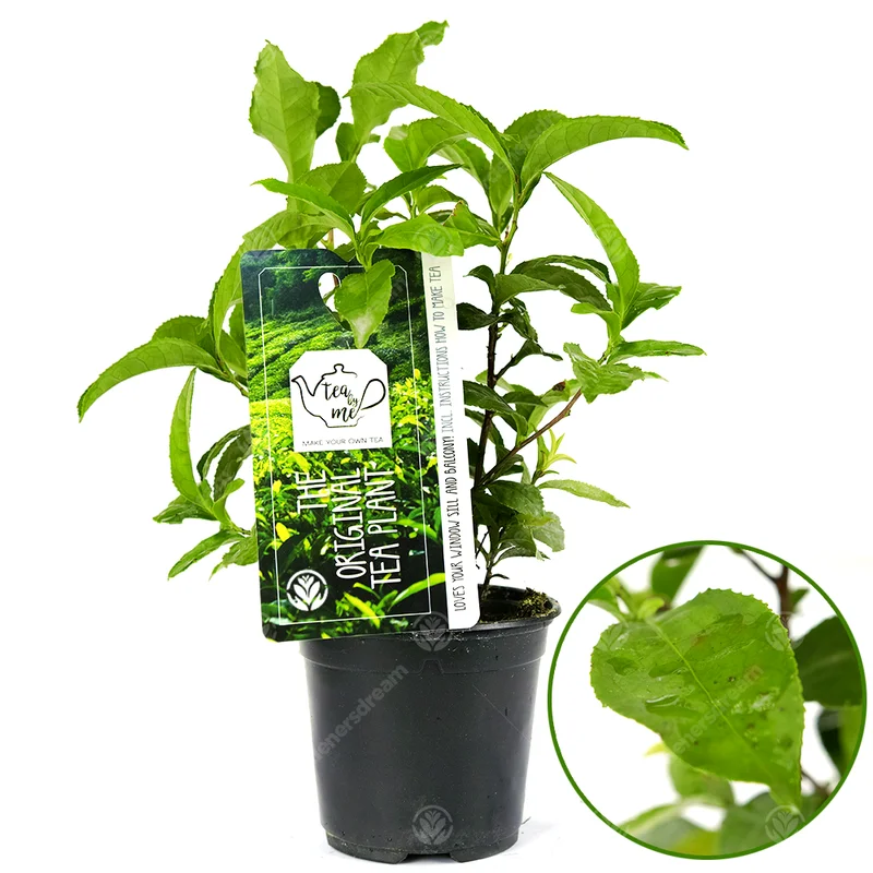 247plants2948326