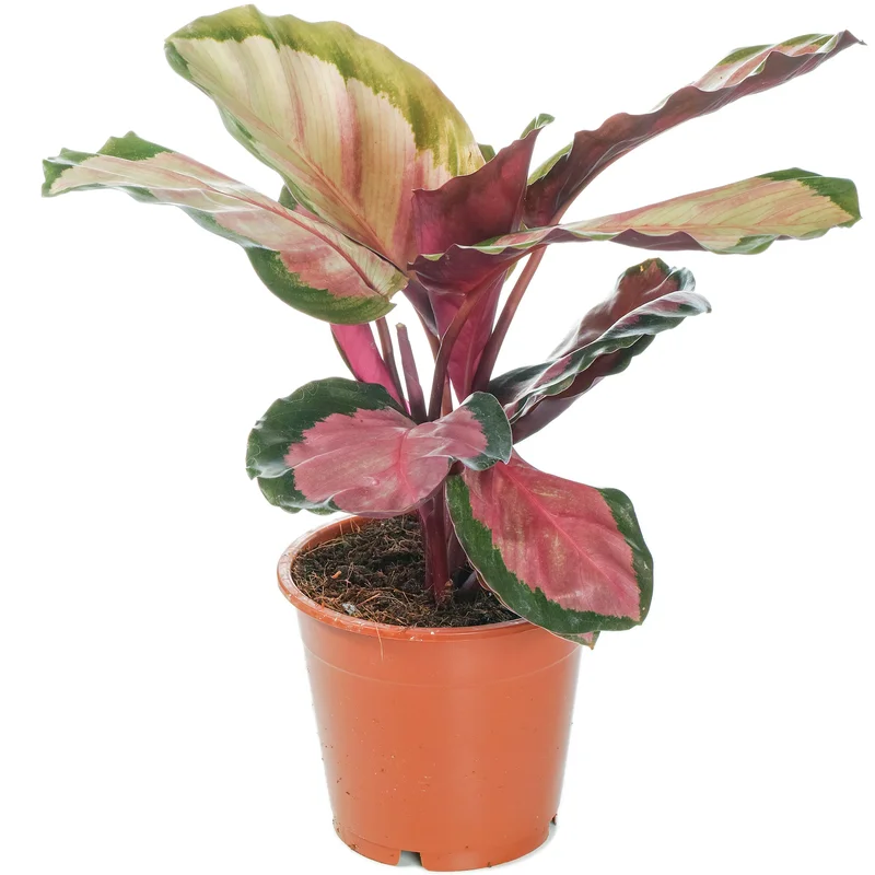 247plants2948363