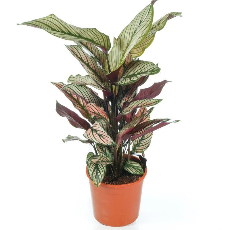 247plants2948385