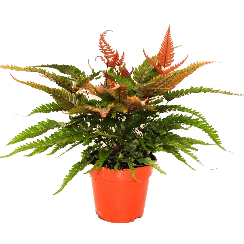 247plants2948414