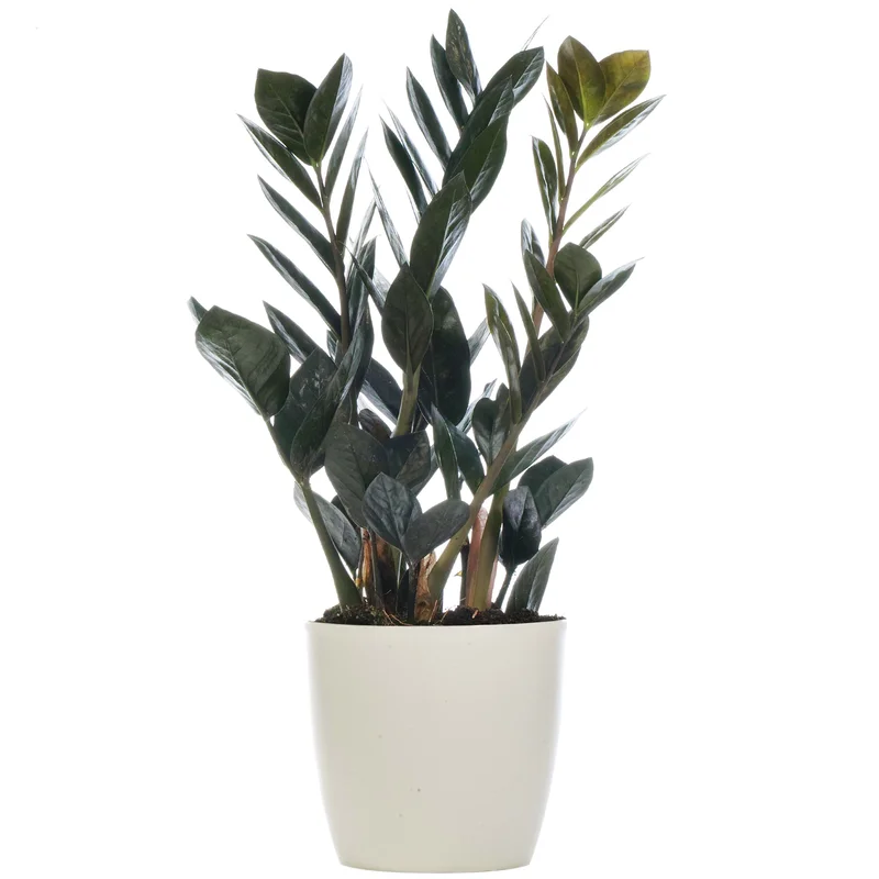 247plants2948470