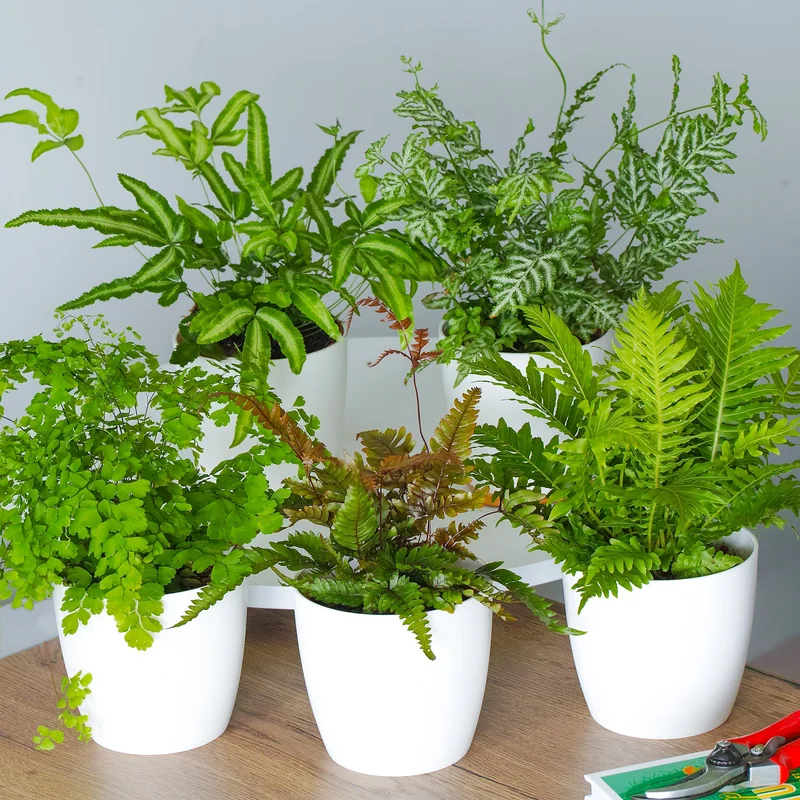 247plants2948501
