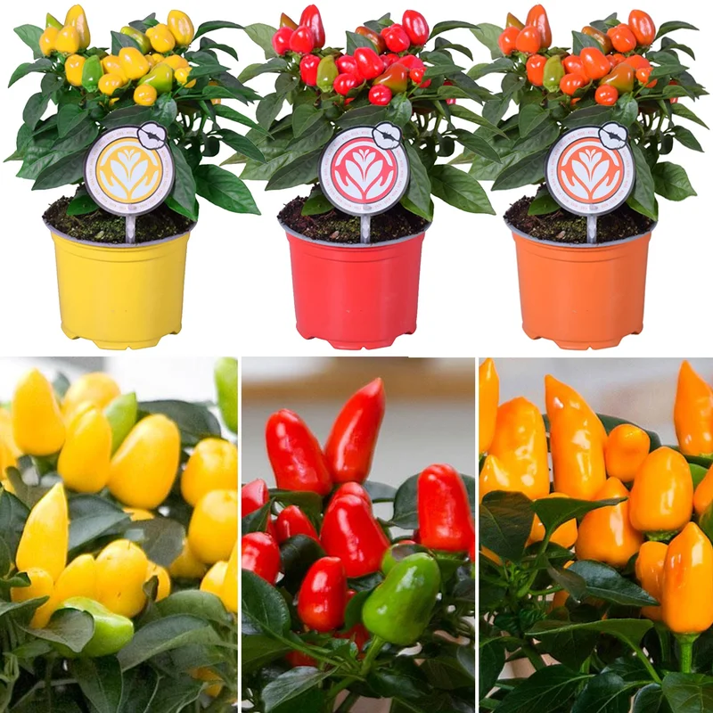 247plants2948536